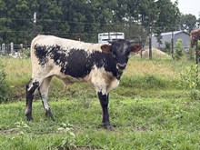 61 Blue Denim x On Edge Bull