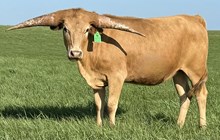 GLR SHEZA MIDAS GAL