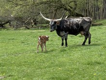 Martha 2026 Bull