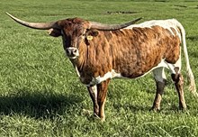 KDK CASHIN PRIMROSE