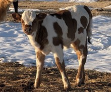 2026 Rowdy Sea Heifer Calf
