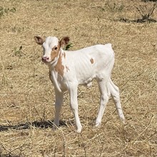 Bull Calf - Belles Silver Bounty xSilver Gray Boss