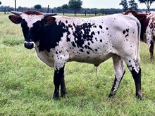 Bronco Billy BCR 544