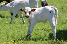 Cheese bull calf
