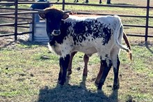 552 KCM Unnamed Bull (Brass x Pistol)
