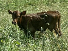 2026 Bull (Duchess)