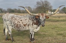 CWR Coronita