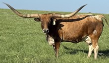 SHEZA TEXANA TOP GAL