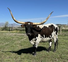 JHCC Victory Rose