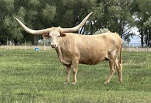 JHCC Goldies Fancy Girl