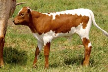 Missy’s bullcalf