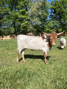 DR Nora Jean $2500