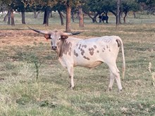 SH Cindy Moonshine 34/24