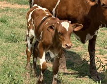Steer