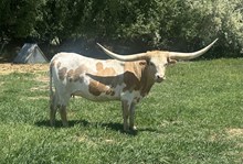 JHCC Adorable Gold