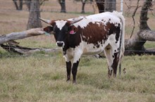 2025 Taffy Heifer