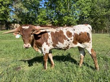 DR Rail Embers $2500
