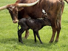 HNB Eden 2026 Bull