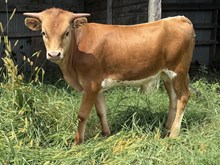 Rusty/Fancy Pants Bull