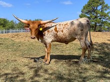 WHO DUNN IT X BRIAR ROSE HEIFER