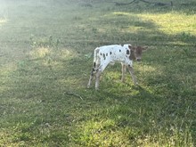 HNB Cream Puff 2023 Bull