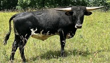 Ruby Flame Bull 2025