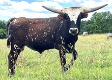 Autumn Bull 2025