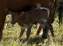 2026 Heifer (Chloe)