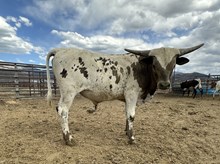 Goldies fancy girls bull 25