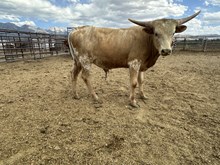 Darla Bull 25