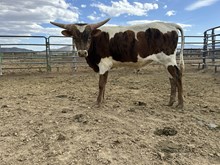 Hot Gold Bull 25