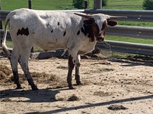Texan Bryce’s Steer