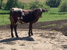 Showdown’s Steer