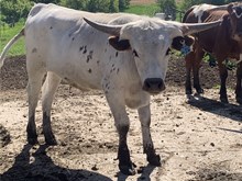 Aloe Vera’s Steer