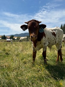 Reckon So X Sassie Aussie 26 Bull