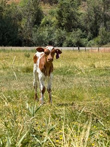Reckon So X El Camino 26 Heifer