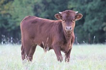 SNIPER'S KANSTAR BULL SS
