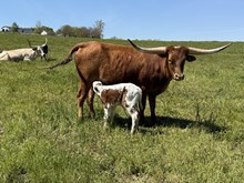 HNB Kellie 2026 bull