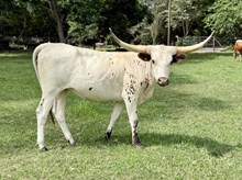 WA LORI