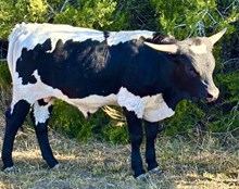Jack's Ruffian (steer)