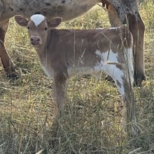 Clover - Tanny O x DH Trigger Marshal