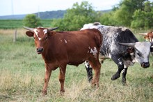 GPC Ruby’s Steer
