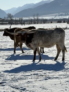 Basco Heifer 24