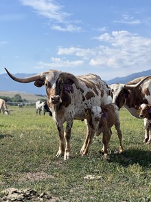 Double Shot X Dew Lock 25 Heifer