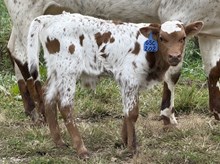2026 Bull (Safaris Smile)