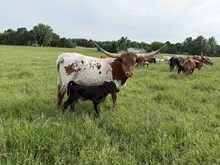Karen 2026 calf