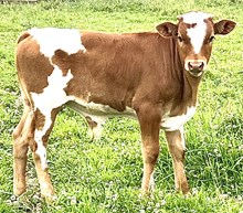Silver pretty woman bull 26