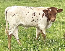 My girl heifer 26