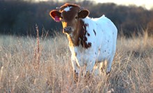 2025 Show Business Bull