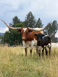 Horn Wine X Annie Rose 26 Bull